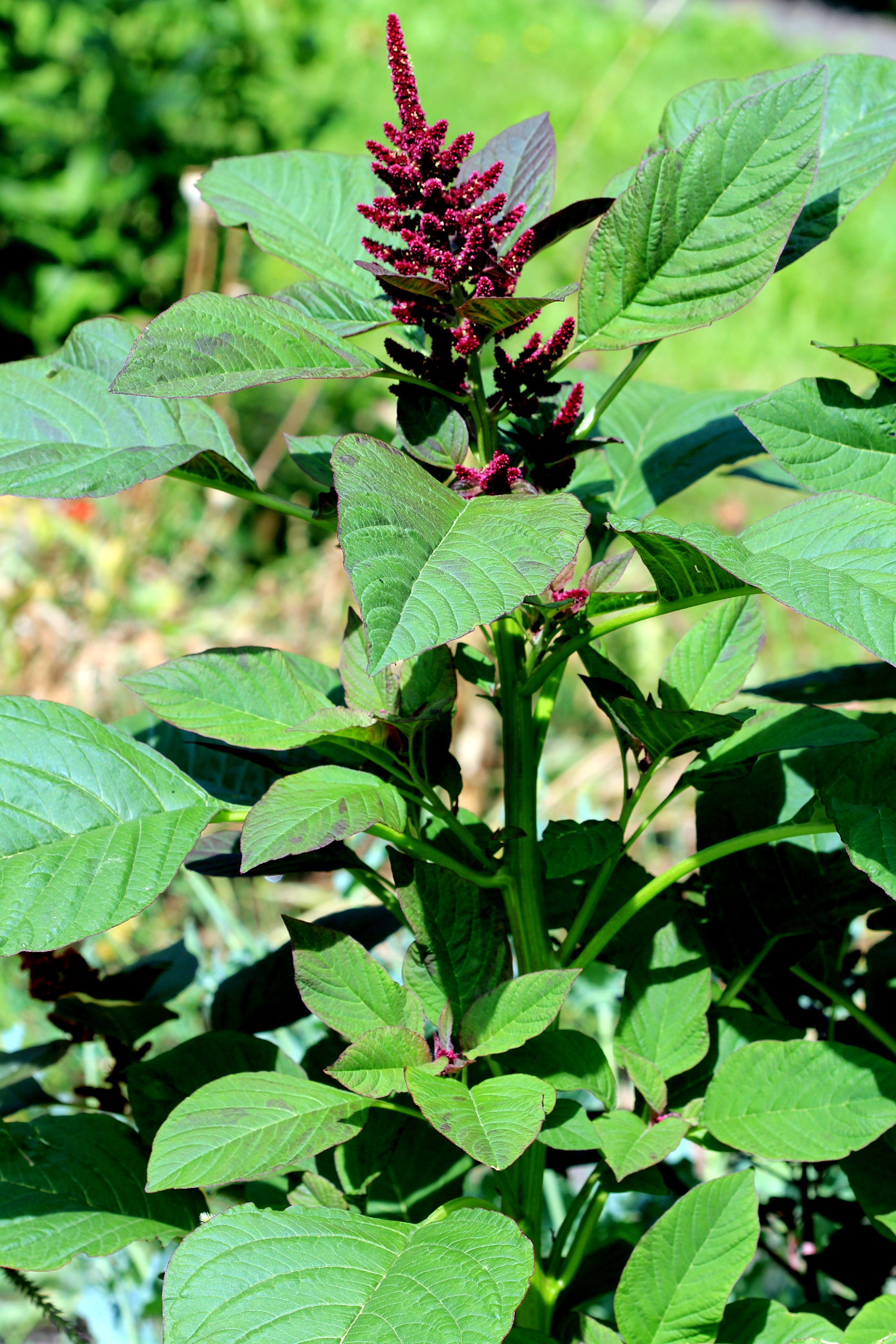Karel Jakubec (https://en.wikipedia.org/wiki/Amaranthus_hypochondriacus)